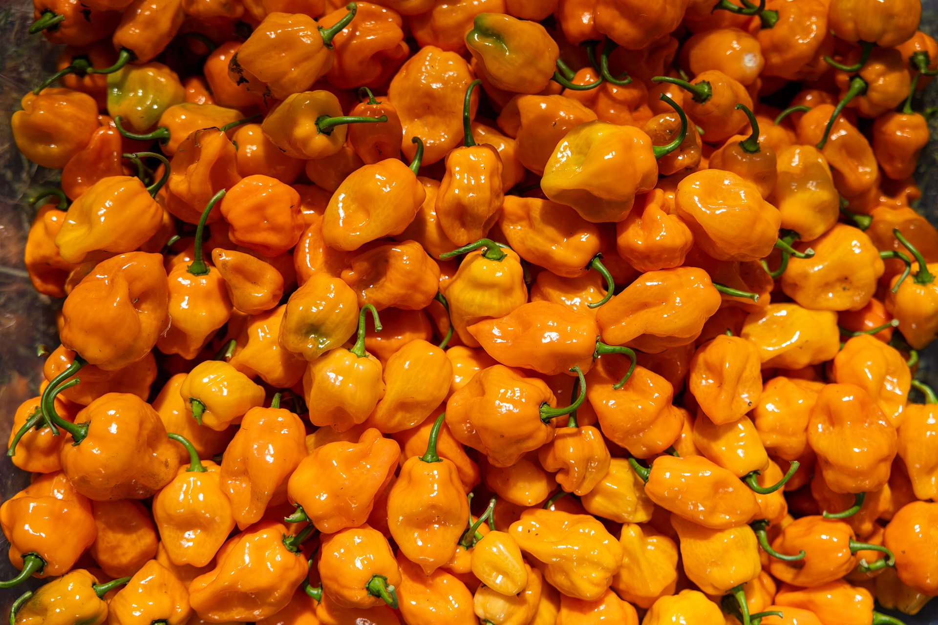 Tap Root Fields / Habaneros
