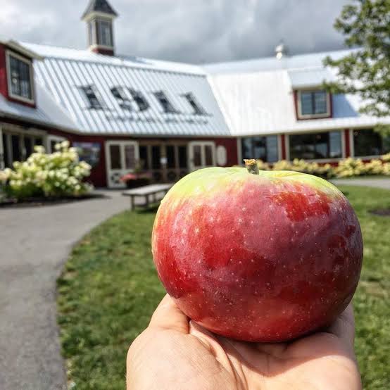 Fresh apple held in front of Beak & Skiff Apple Orchards near Skaneateles, New York.