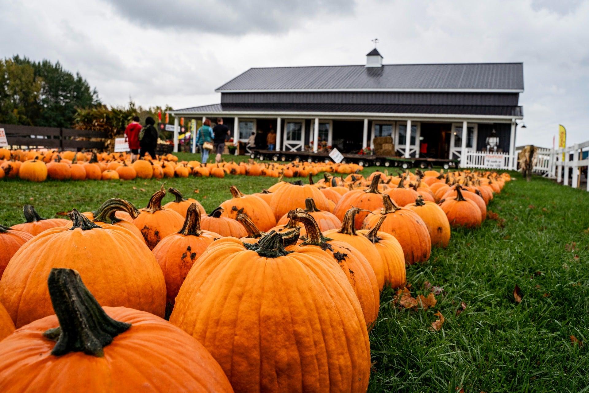 Rows of pumpkins at Tim’s Pumpkin Patch near Skaneateles, New York.